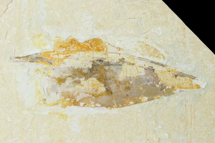 Cretaceous Fossil Soft Bodied Squid - Lebanon #162763